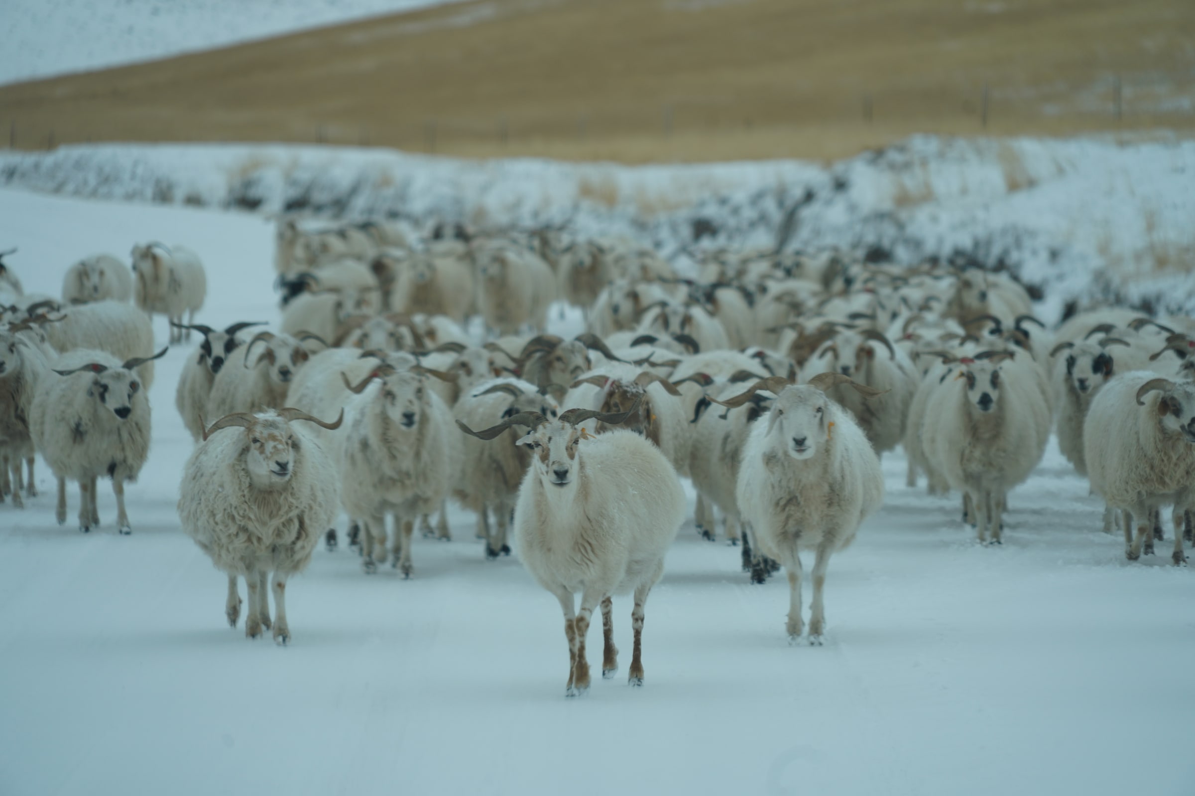 A flock crossing G345 in Sichuan